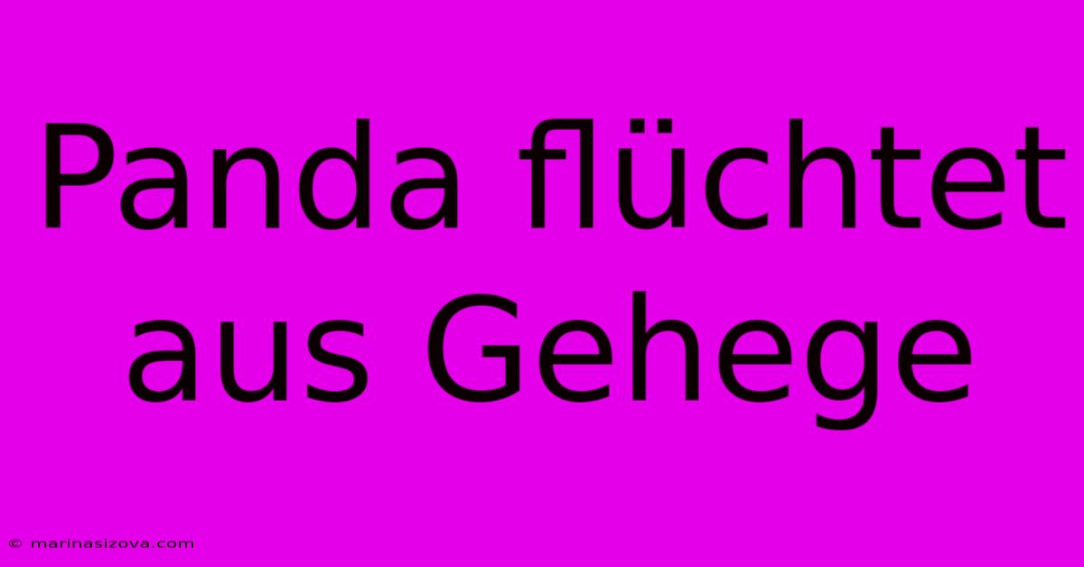 Panda Flüchtet Aus Gehege