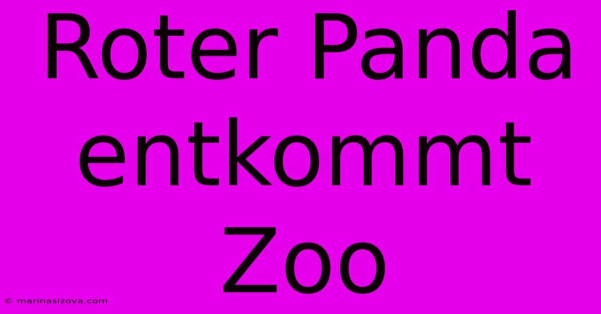 Roter Panda Entkommt Zoo