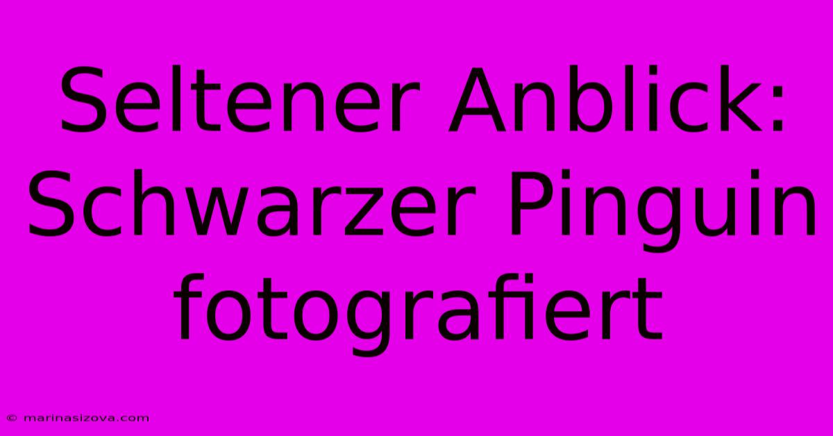 Seltener Anblick: Schwarzer Pinguin Fotografiert